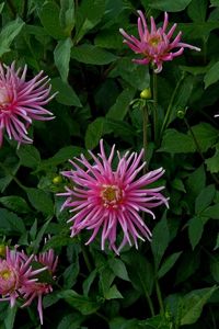 Preview wallpaper flowers, herbs, flowerbed, buds, petals