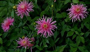 Preview wallpaper flowers, herbs, flowerbed, buds, petals