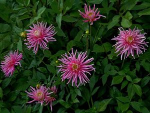 Preview wallpaper flowers, herbs, flowerbed, buds, petals