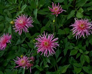 Preview wallpaper flowers, herbs, flowerbed, buds, petals