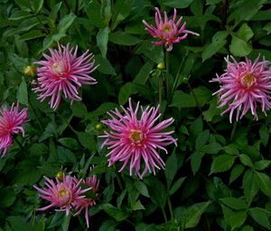 Preview wallpaper flowers, herbs, flowerbed, buds, petals