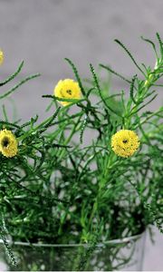 Preview wallpaper flowers, herbs, glass, flower