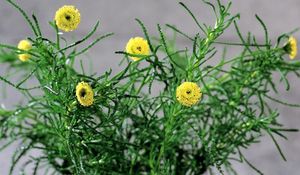 Preview wallpaper flowers, herbs, glass, flower