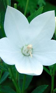 Preview wallpaper flowers, herbs, spring, bud, stamen