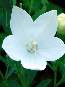 Preview wallpaper flowers, herbs, spring, bud, stamen