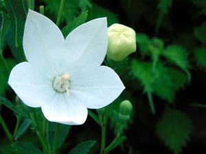 Preview wallpaper flowers, herbs, spring, bud, stamen