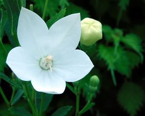 Preview wallpaper flowers, herbs, spring, bud, stamen