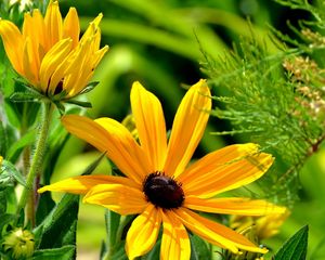 Preview wallpaper flowers, herbs, sun, summer, grasshopper