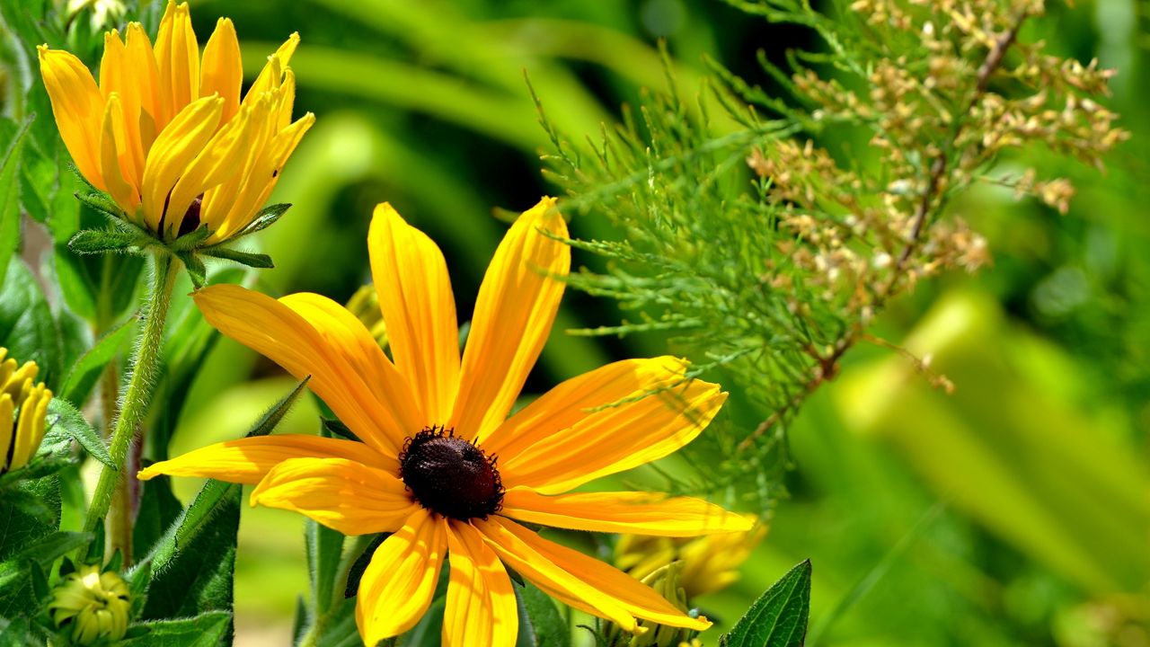 Wallpaper flowers, herbs, sun, summer, grasshopper hd, picture, image