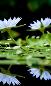 Preview wallpaper flowers, herbs, water, surface, reflection