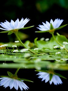 Preview wallpaper flowers, herbs, water, surface, reflection