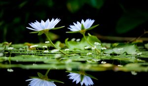 Preview wallpaper flowers, herbs, water, surface, reflection