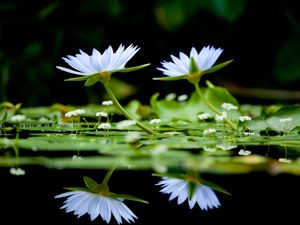 Preview wallpaper flowers, herbs, water, surface, reflection