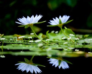 Preview wallpaper flowers, herbs, water, surface, reflection