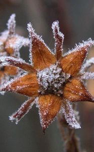 Preview wallpaper flowers, hoarfrost, frost, autumn, captivity