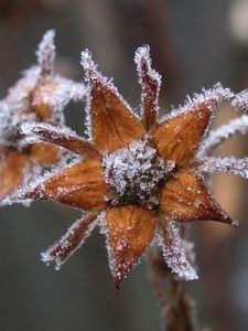 Preview wallpaper flowers, hoarfrost, frost, autumn, captivity