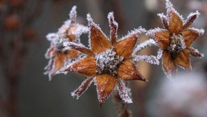 Preview wallpaper flowers, hoarfrost, frost, autumn, captivity