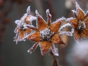 Preview wallpaper flowers, hoarfrost, frost, autumn, captivity