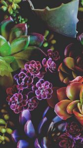 Preview wallpaper flowers, houseplants, leaves