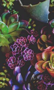Preview wallpaper flowers, houseplants, leaves
