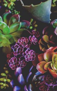 Preview wallpaper flowers, houseplants, leaves