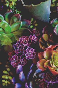 Preview wallpaper flowers, houseplants, leaves
