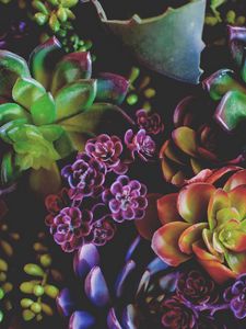 Preview wallpaper flowers, houseplants, leaves