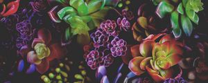 Preview wallpaper flowers, houseplants, leaves