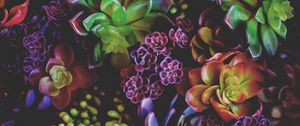 Preview wallpaper flowers, houseplants, leaves
