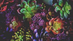Preview wallpaper flowers, houseplants, leaves