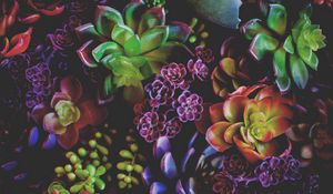 Preview wallpaper flowers, houseplants, leaves