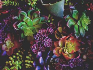 Preview wallpaper flowers, houseplants, leaves
