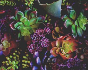 Preview wallpaper flowers, houseplants, leaves