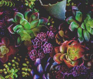 Preview wallpaper flowers, houseplants, leaves