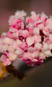 Preview wallpaper flowers, ice, snow, branch, blur