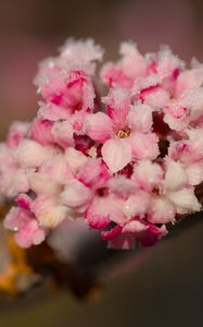 Preview wallpaper flowers, ice, snow, branch, blur