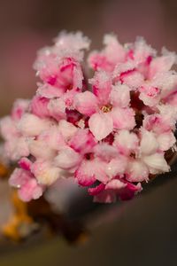 Preview wallpaper flowers, ice, snow, branch, blur