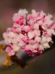 Preview wallpaper flowers, ice, snow, branch, blur