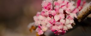Preview wallpaper flowers, ice, snow, branch, blur