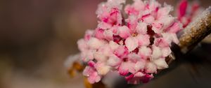 Preview wallpaper flowers, ice, snow, branch, blur