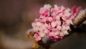 Preview wallpaper flowers, ice, snow, branch, blur