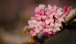 Preview wallpaper flowers, ice, snow, branch, blur