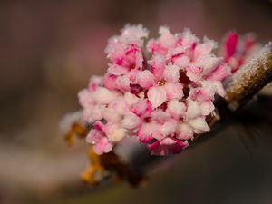 Preview wallpaper flowers, ice, snow, branch, blur
