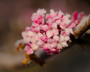Preview wallpaper flowers, ice, snow, branch, blur