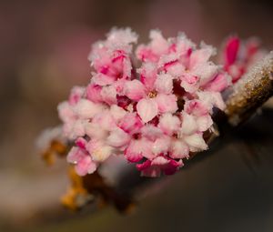 Preview wallpaper flowers, ice, snow, branch, blur