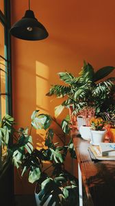 Preview wallpaper flowers, indoor, decorative, plants, room, shelf, greenhouse