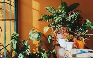 Preview wallpaper flowers, indoor, decorative, plants, room, shelf, greenhouse