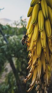 Preview wallpaper flowers, inflorescence, bee, insect, yellow