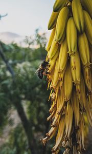 Preview wallpaper flowers, inflorescence, bee, insect, yellow