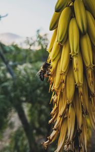 Preview wallpaper flowers, inflorescence, bee, insect, yellow